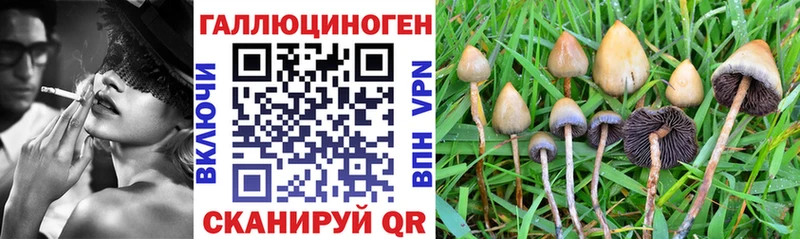 Псилоцибиновые грибы GOLDEN TEACHER наркошоп Дмитровск
